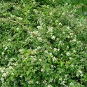 Stephanandra incisa 'Crispa'